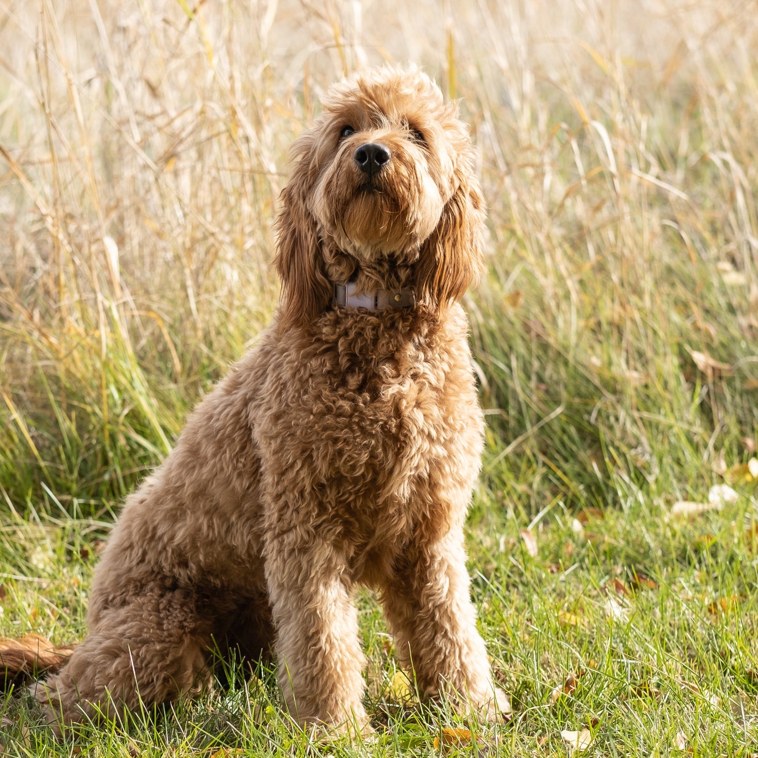 Upcoming: Honey x Pip - Due Dec. 18th