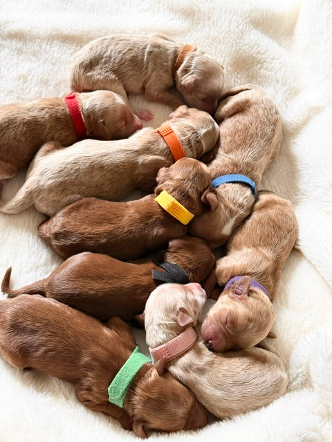 Juniper’s Mini Goldendoodles