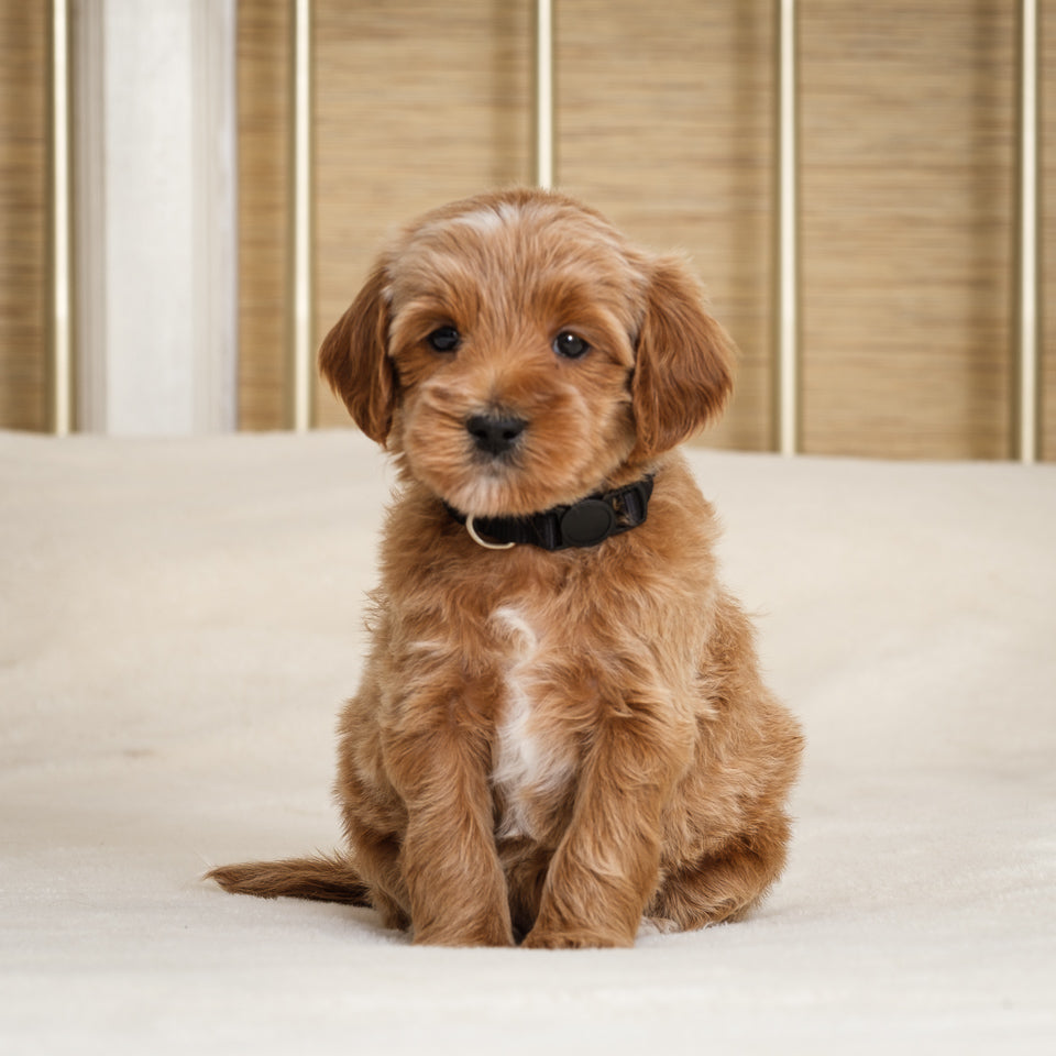 Daphne's Black Collar Boy Deposit