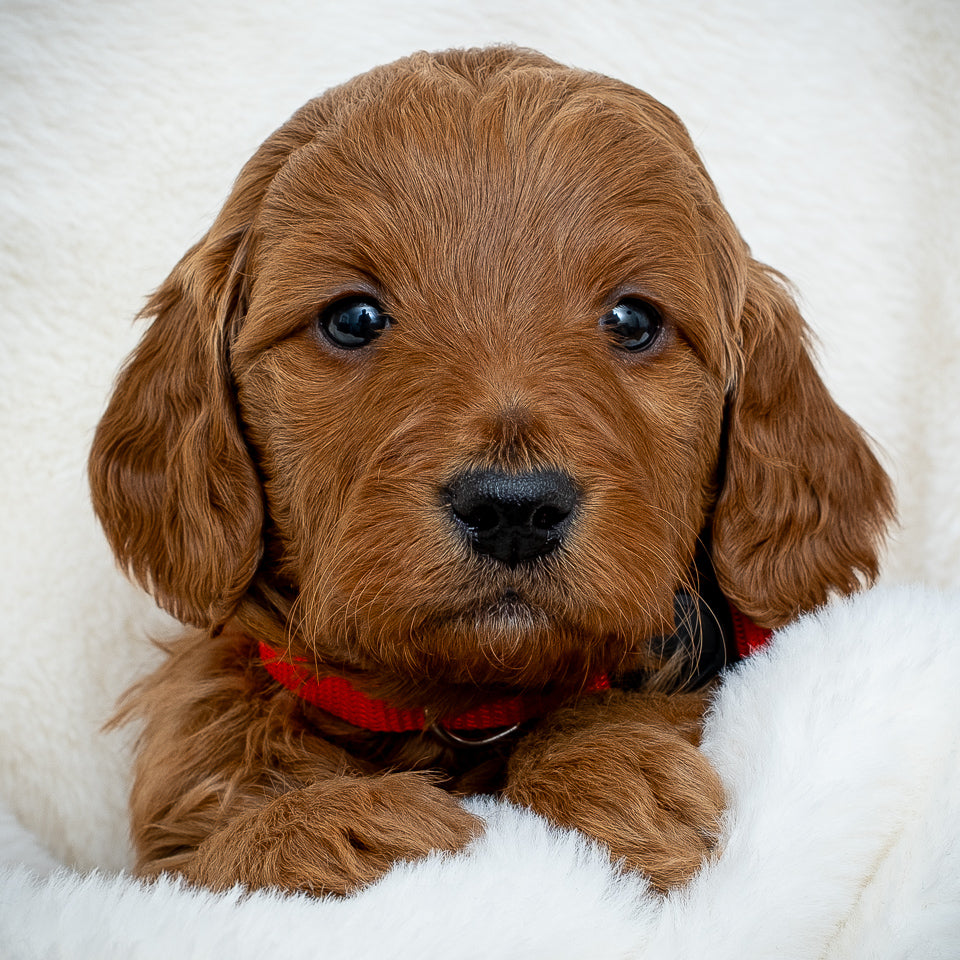 Red Boy - RESERVED