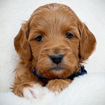 Blue Boy - RESERVED
