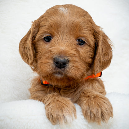 Orange Girl - RESERVED