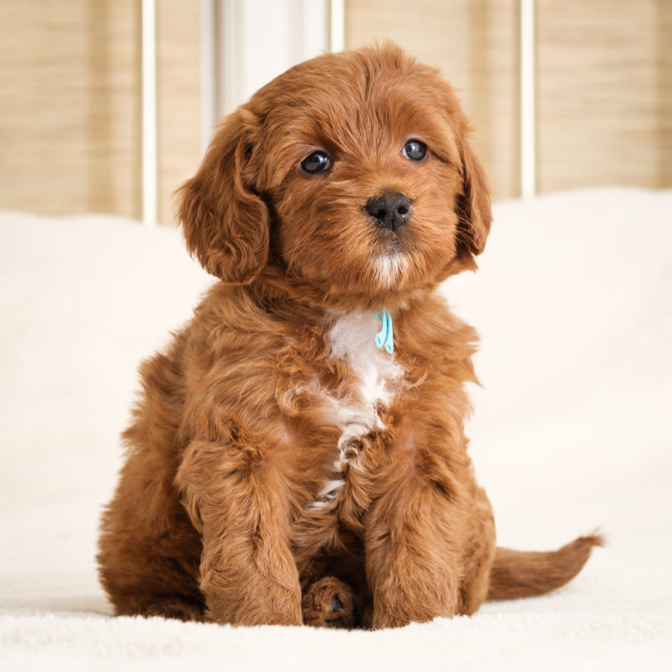 Honey's Teal Girl Deposit