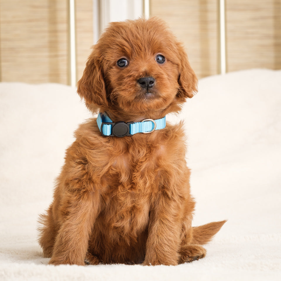 Honey's Blue Girl Deposit