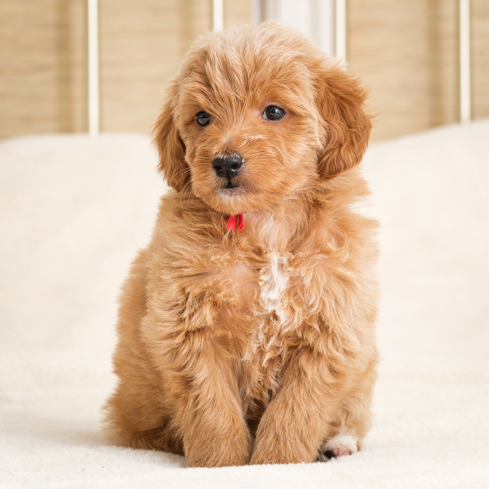 Honey's Red Boy Deposit