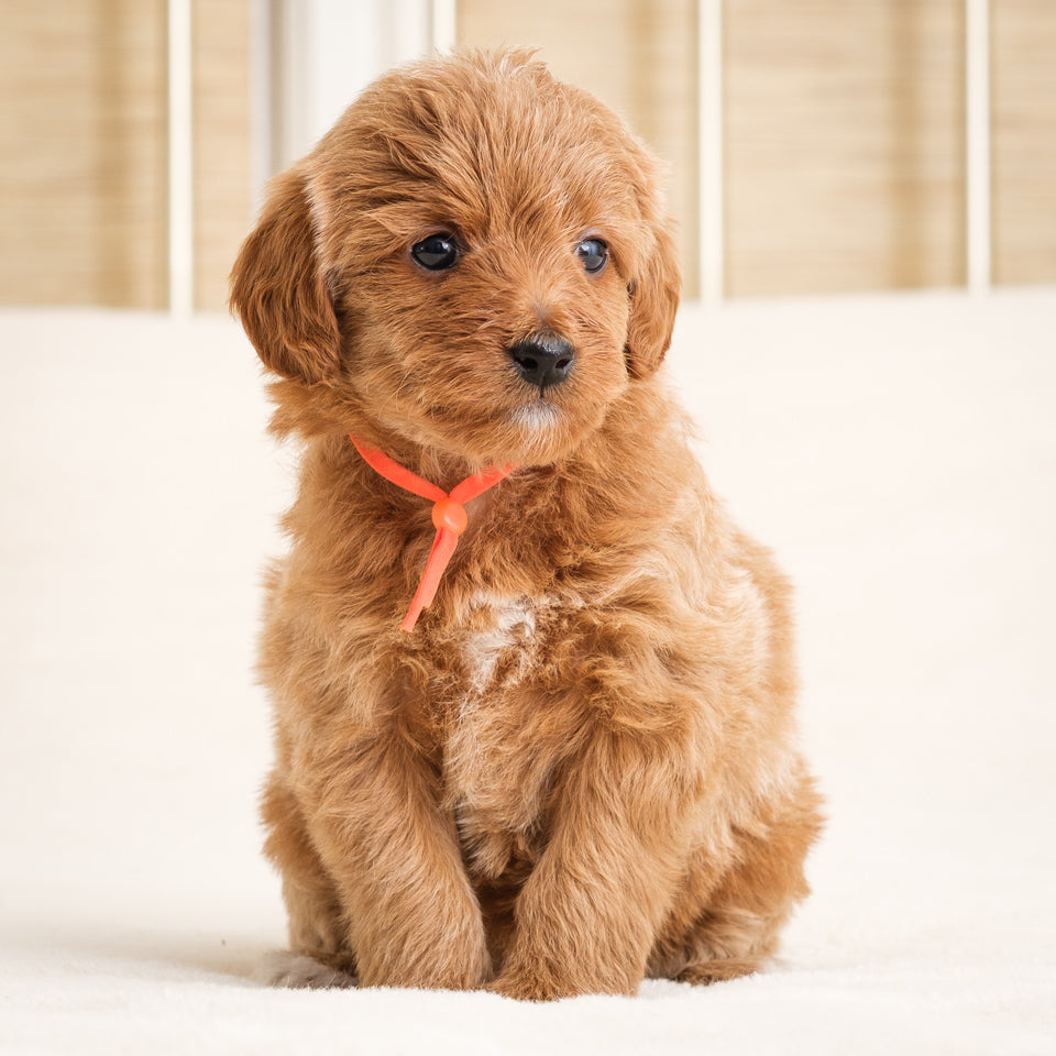 Honey's Orange Girl Deposit