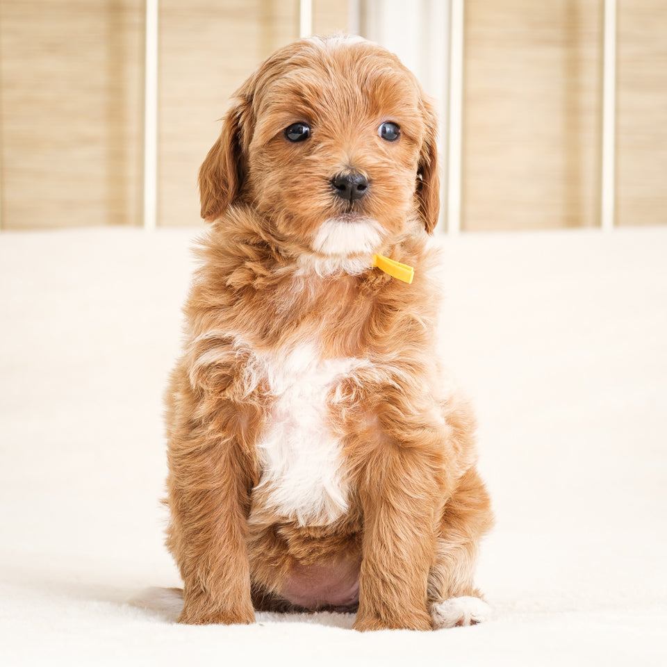 Honey's Yellow Girl Deposit