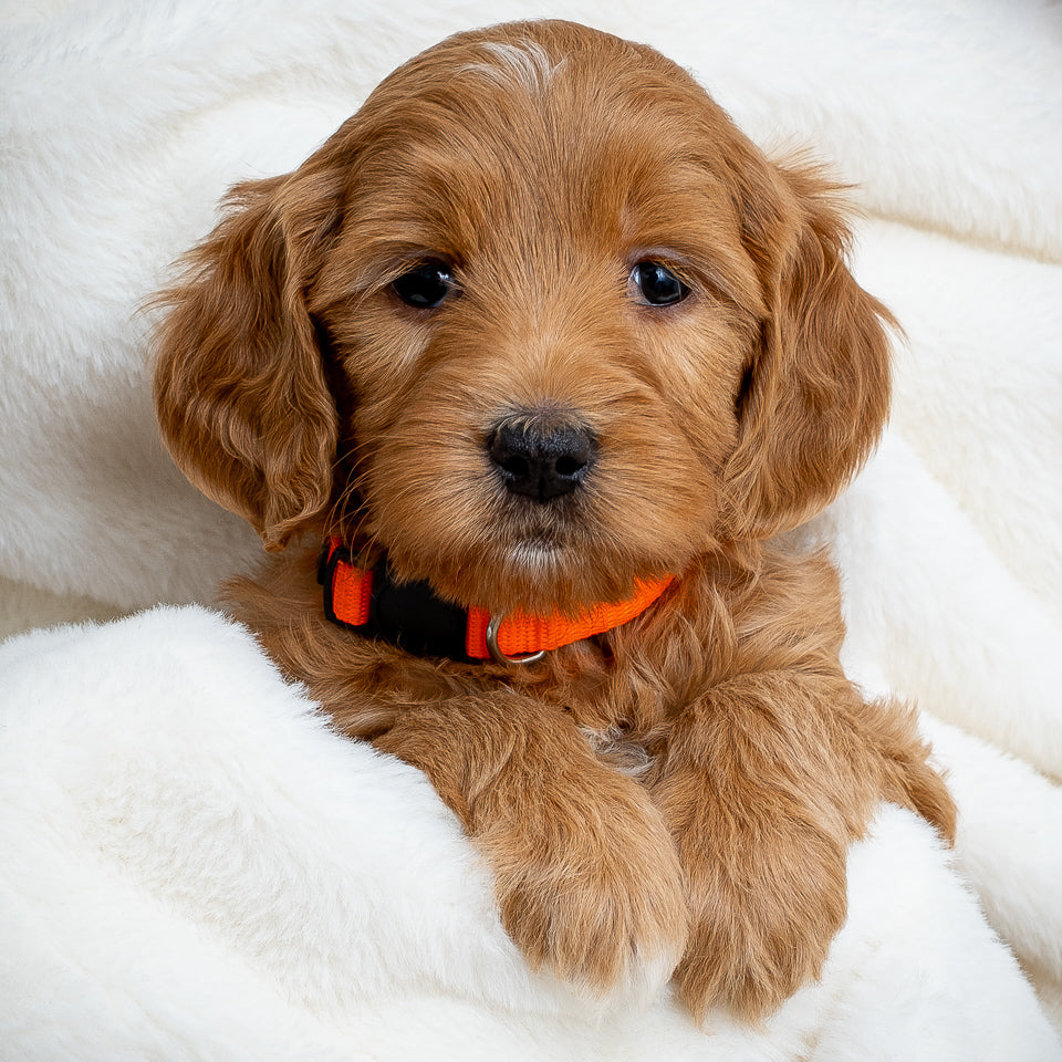 Orange Girl - RESERVED