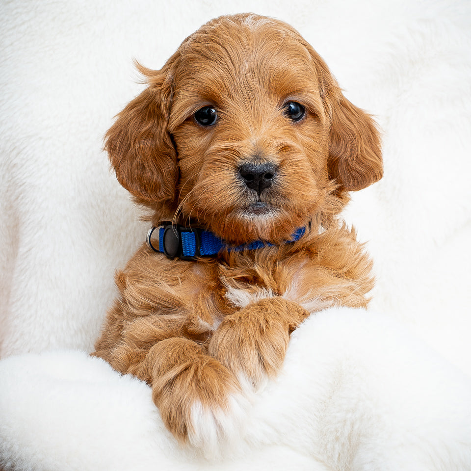 Blue Boy - RESERVED