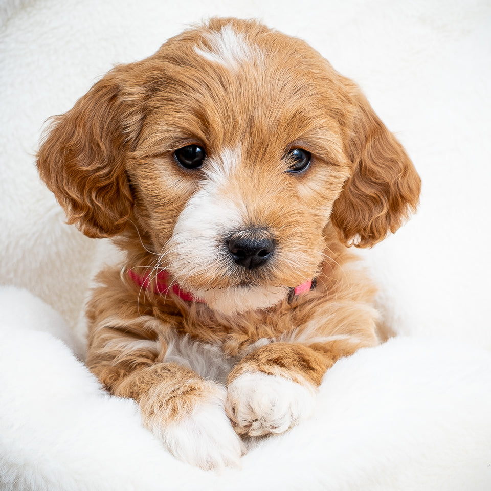 Pink Collar Girl - RESERVED