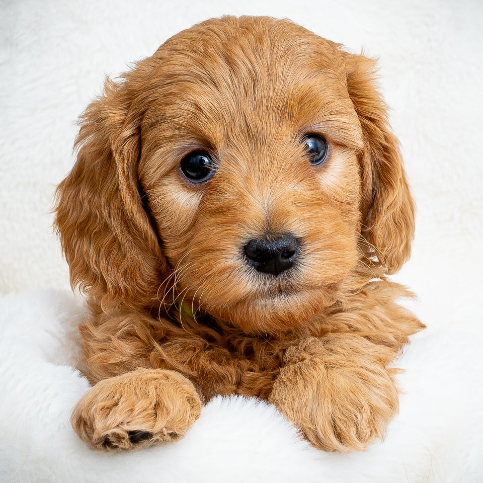 Green Collar Boy - RESERVED!
