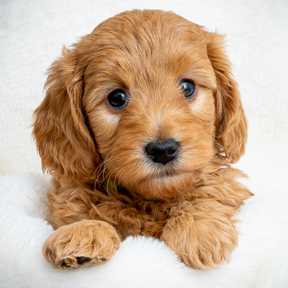 Green Collar Boy - RESERVED!