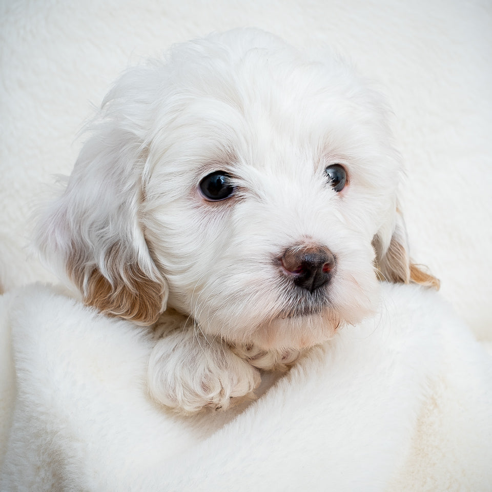 Purple Collar Girl - RESERVED