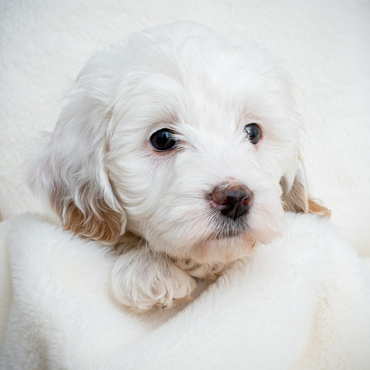 Purple Collar Girl - RESERVED