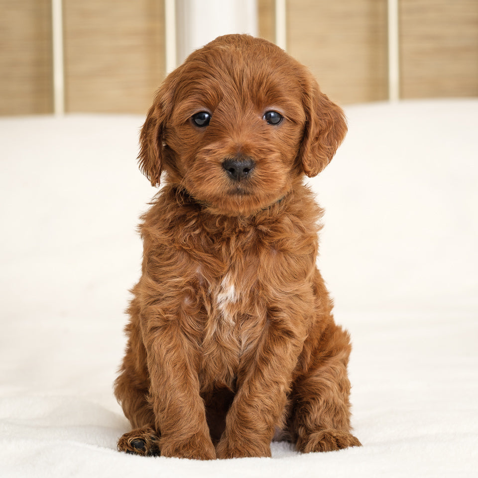 Green Collar Girl Deposit - Juniper x Pip