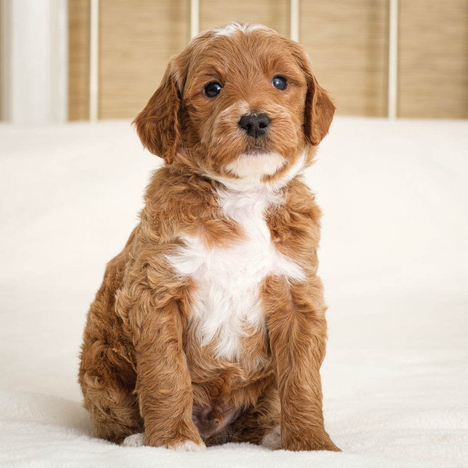 Blue Collar Boy Deposit - Juniper x Pip