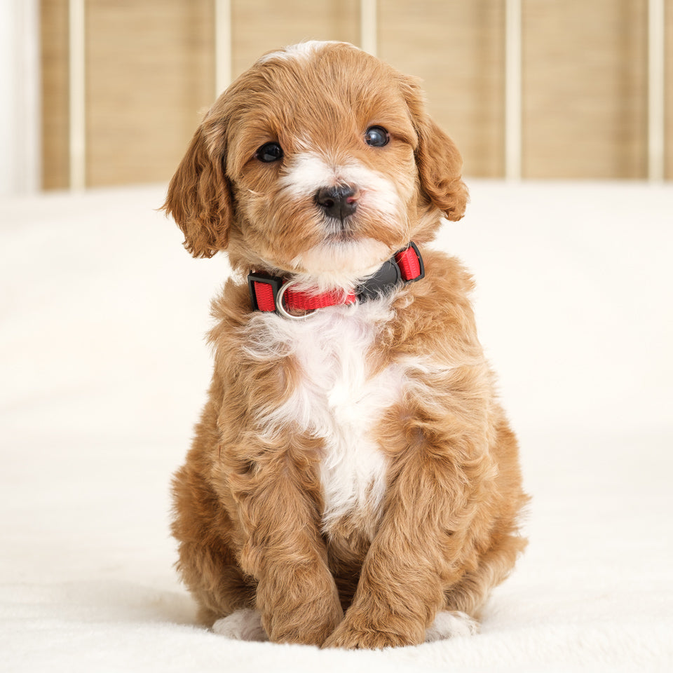 Red Collar Boy Deposit - Juniper x Pip