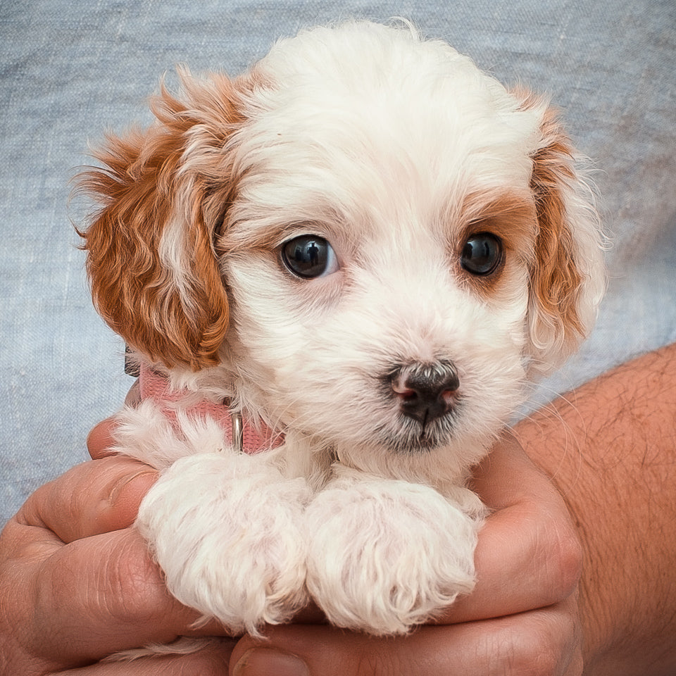 Micro Mini Goldendoodle-Pink Girl RESERVED for Lindsey!