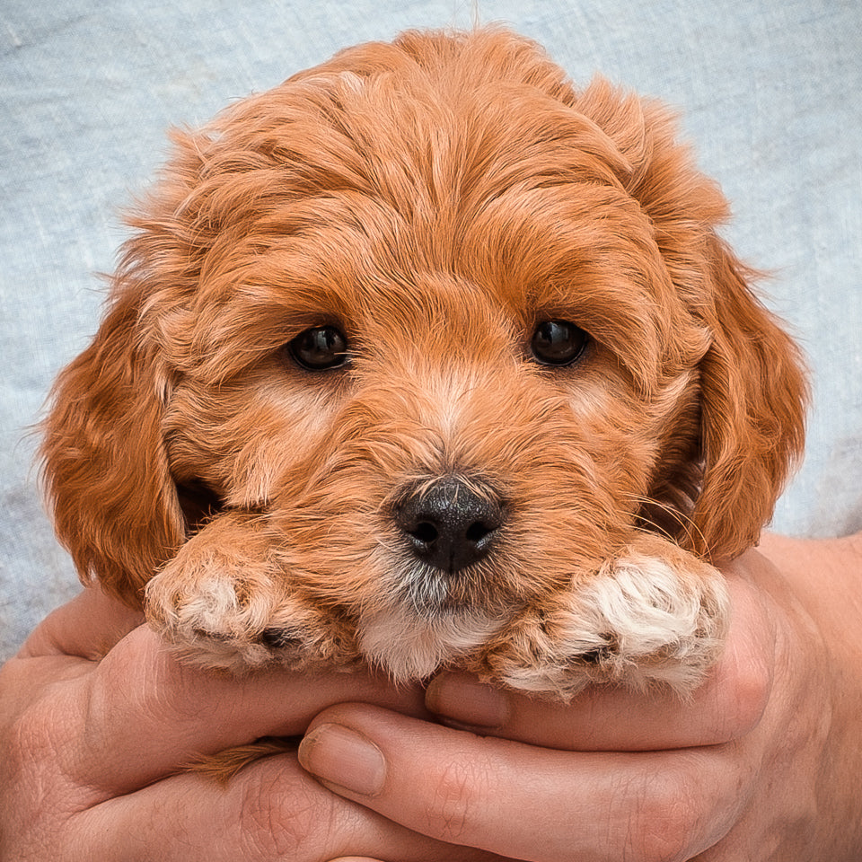Micro Mini Goldendoodle-Blue Boy RESERVED for Ayella!