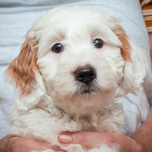 Mini Goldendoodle-Green Girl RESERVED for Nell.
