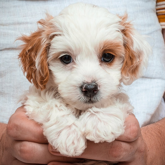 Micro Mini Goldendoodle-Pink Girl RESERVED for Lindsey!