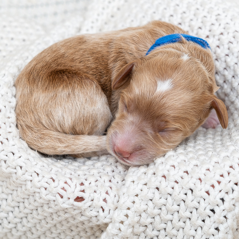 Mini Multigen Goldendoodle - Blue Collar Boy - RESERVED for Lindsey!