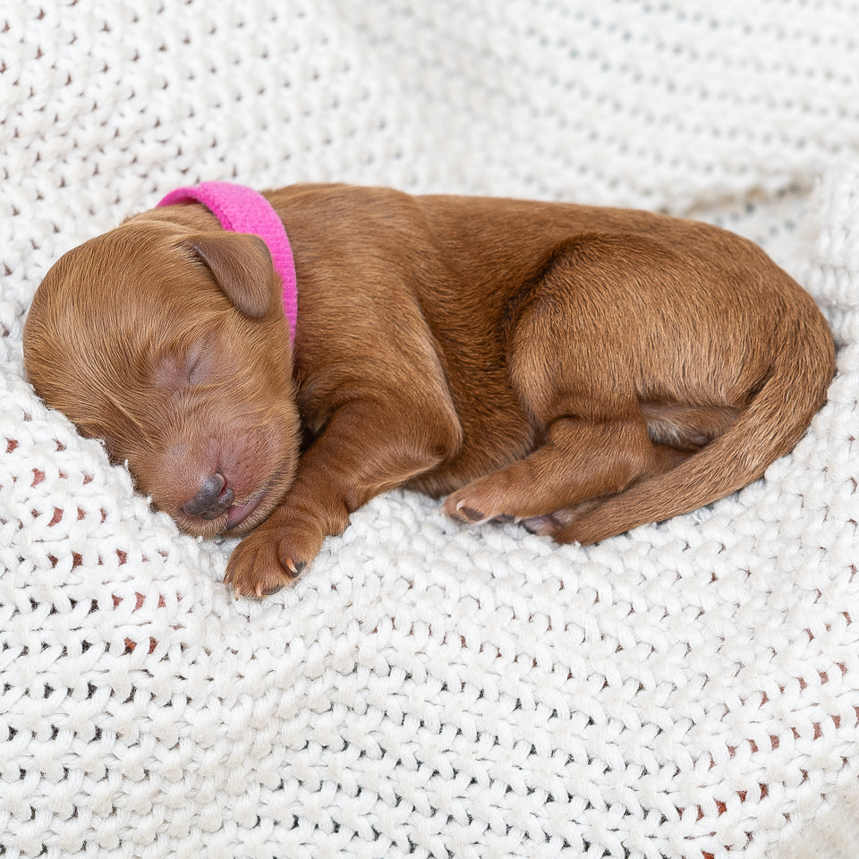 Mini Multigen Goldendoodle - Pink Collar Girl - AVAILABLE