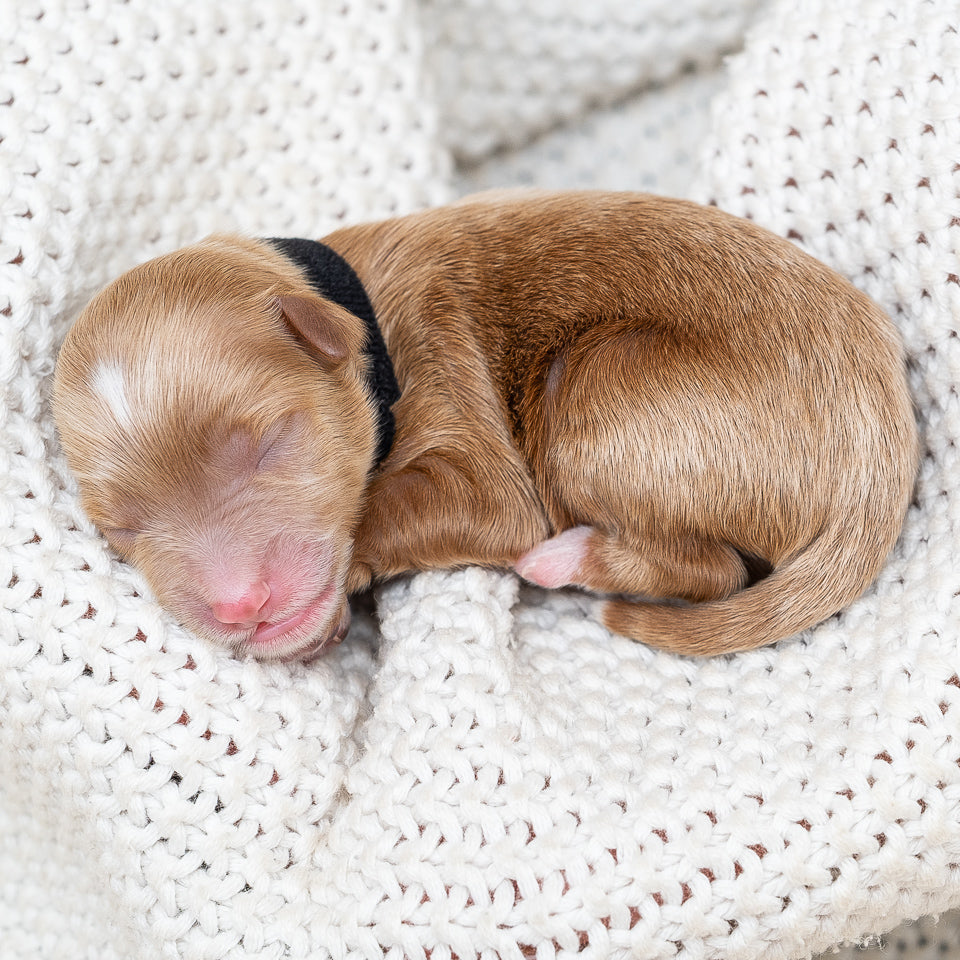 Mini Multigen Goldendoodle - Black Collar Boy - AVAILABLE