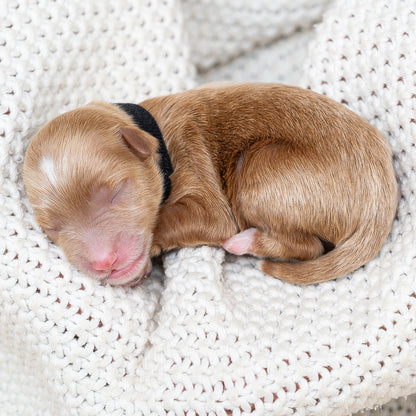 Mini Multigen Goldendoodle - Black Collar Boy - AVAILABLE