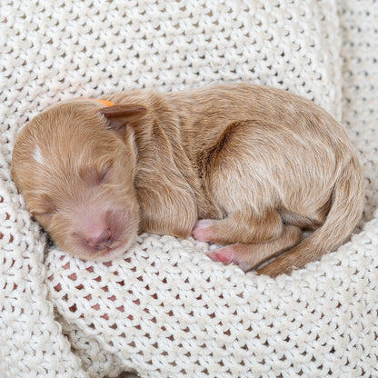 Mini Multigen Goldendoodle - Orange Collar Boy - AVAILABLE