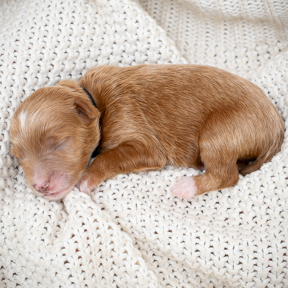 Mini Multigen Goldendoodle - Black Collar Boy - AVAILABLE