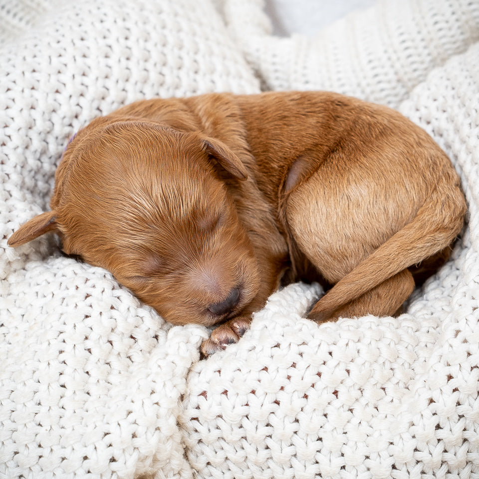 Mini Multigen Goldendoodle - Purple Collar Girl - AVAILABLE