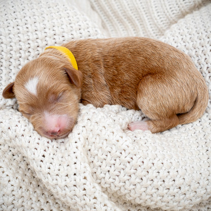 Mini Multigen Goldendoodle - Yellow Collar Girl - RESERVED for Chrissy!