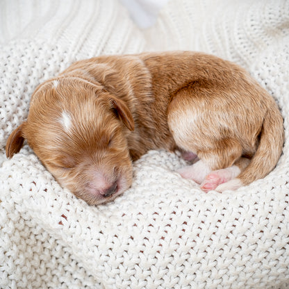 Mini Multigen Goldendoodle - Blue Collar Boy - RESERVED for Lindsey!