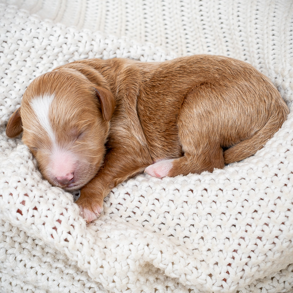 Mini Multigen Goldendoodle - Red Collar Boy - AVAILABLE