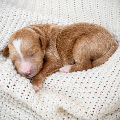 Mini Multigen Goldendoodle - Red Collar Boy - AVAILABLE