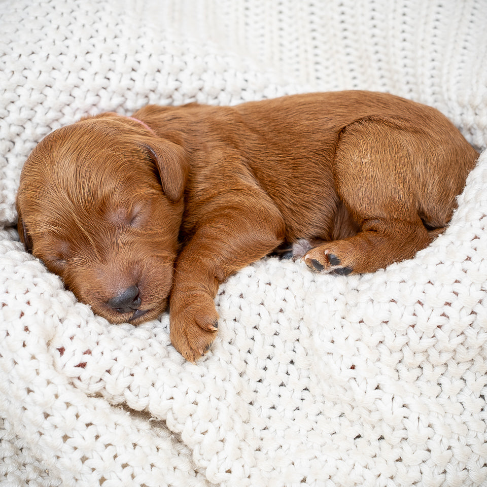 Mini Multigen Goldendoodle - Pink Collar Girl - AVAILABLE