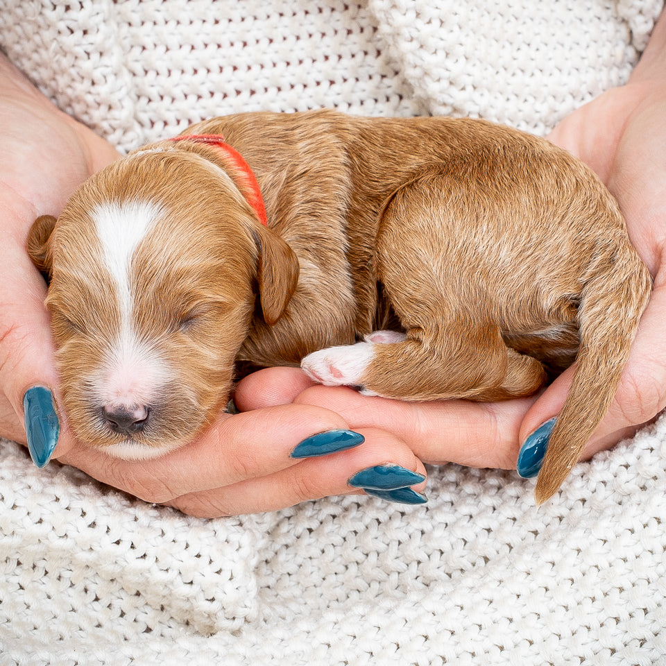 Mini Multigen Goldendoodle - Red Collar Boy - AVAILABLE
