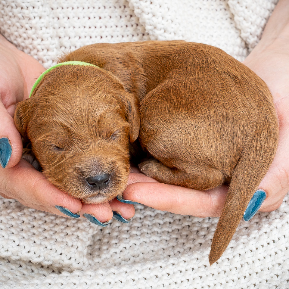 Mini Multigen Goldendoodle - Green Collar Boy - RESERVED for Angela
