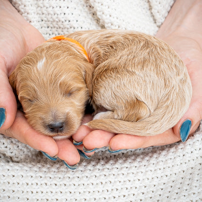 Mini Multigen Goldendoodle - Orange Collar Boy - AVAILABLE