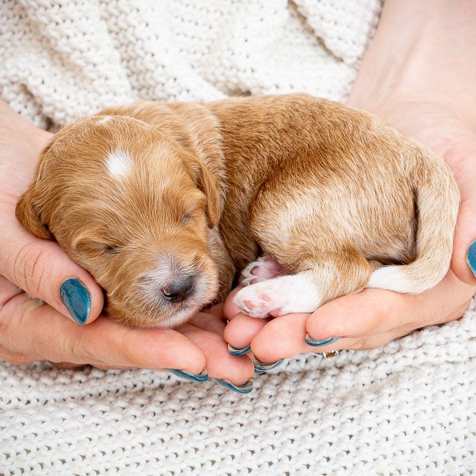 Mini Multigen Goldendoodle - Blue Collar Boy - RESERVED for Lindsey!
