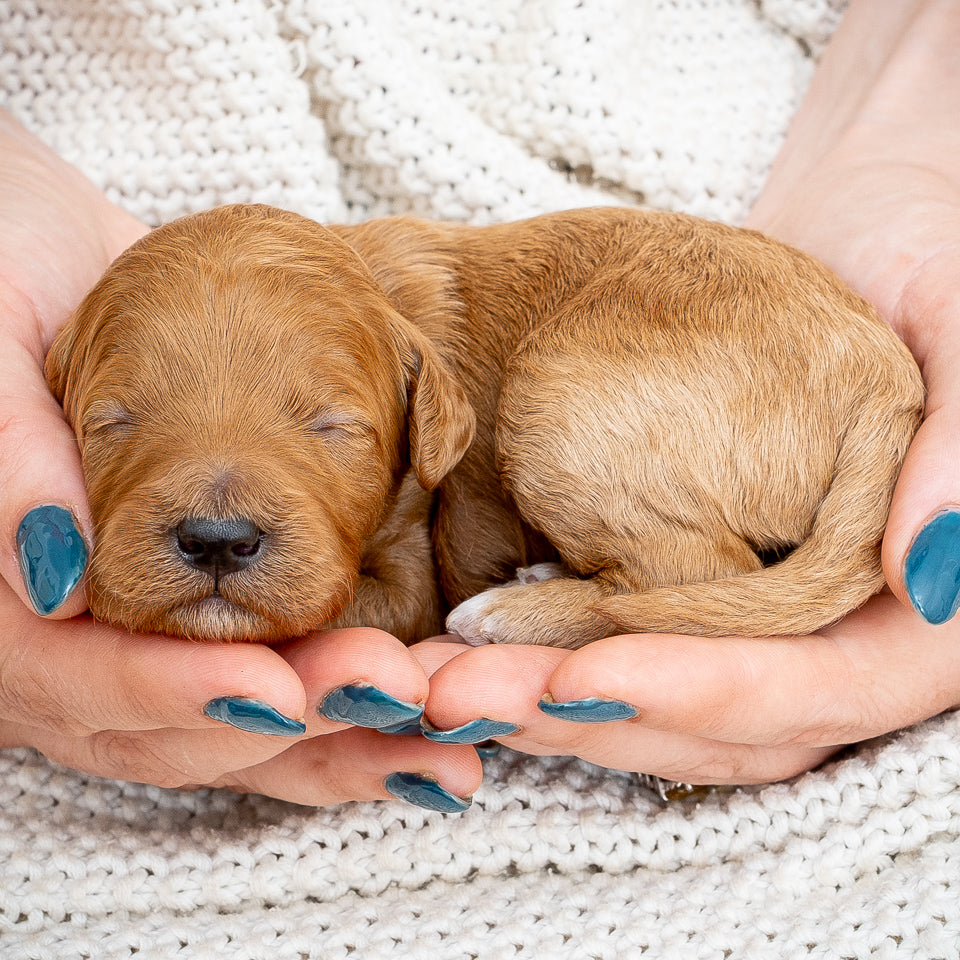 Mini Multigen Goldendoodle - Purple Collar Girl - AVAILABLE