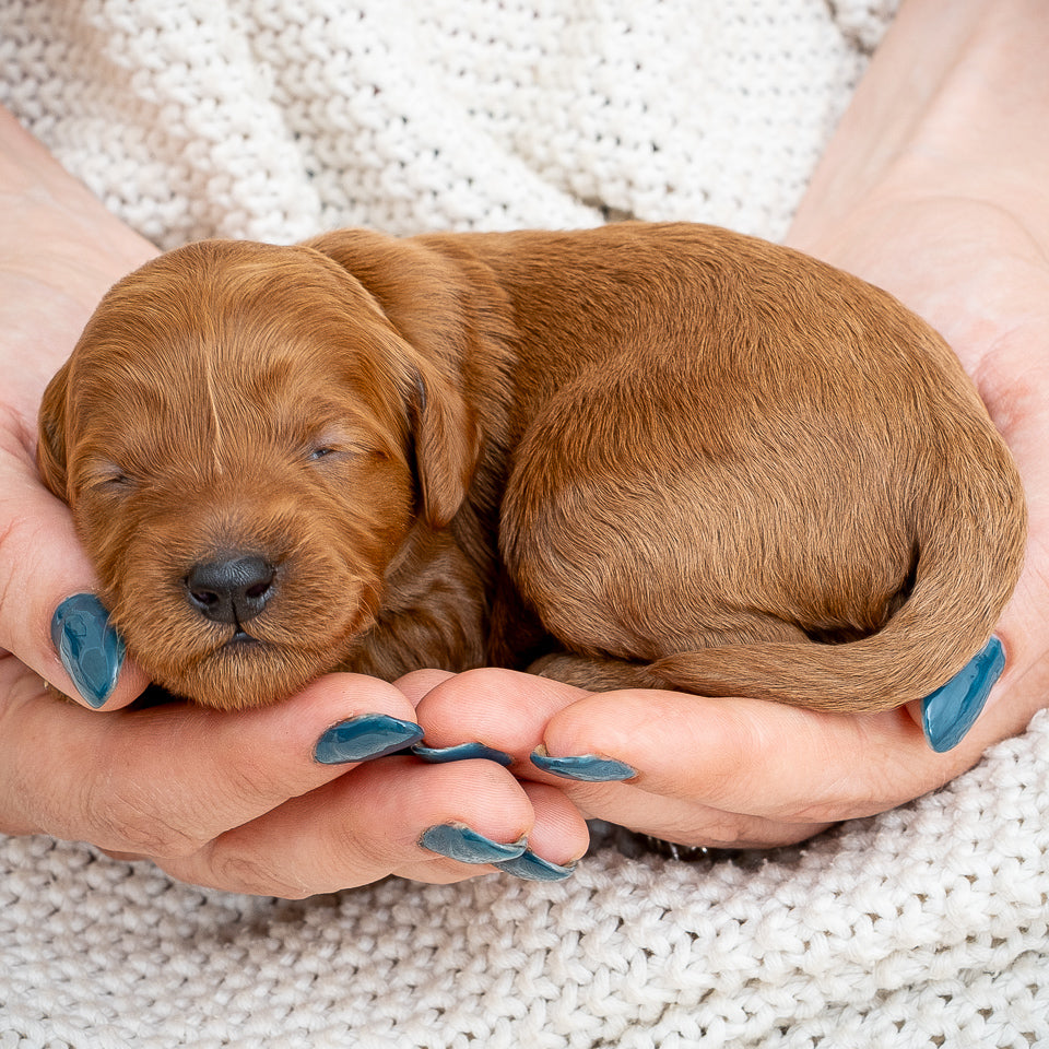 Mini Multigen Goldendoodle - Pink Collar Girl - AVAILABLE