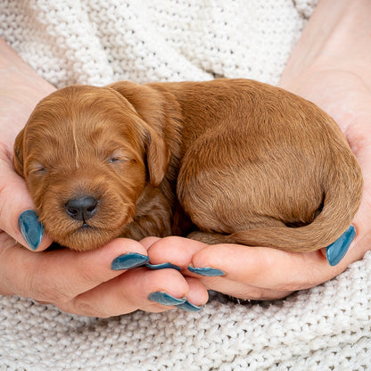 Mini Multigen Goldendoodle - Pink Collar Girl - AVAILABLE