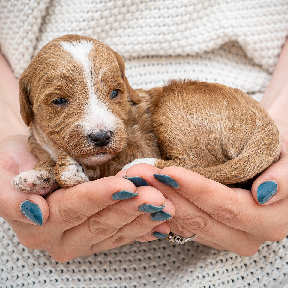 Mini Multigen Goldendoodle - Red Collar Boy - AVAILABLE