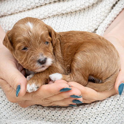 Mini Multigen Goldendoodle - Black Collar Boy - AVAILABLE