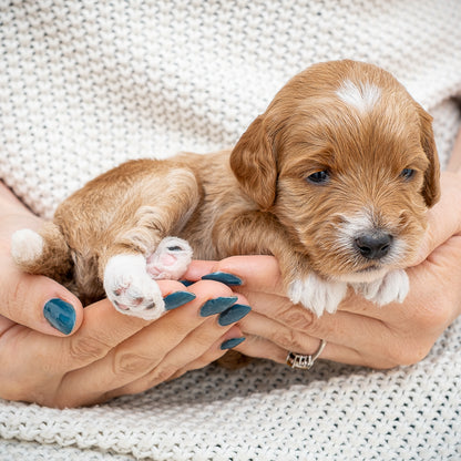 Mini Multigen Goldendoodle - Blue Collar Boy - RESERVED for Lindsey!