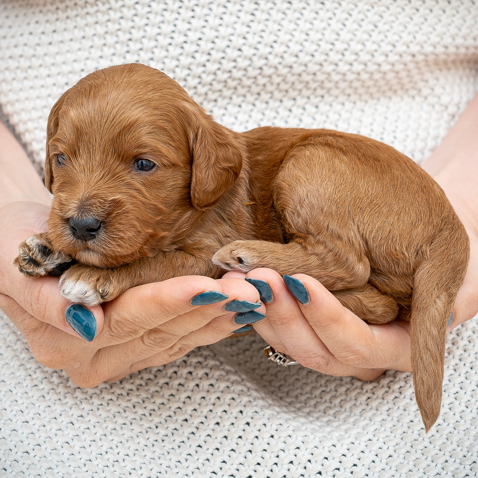 Mini Multigen Goldendoodle - Green Collar Boy - RESERVED for Angela
