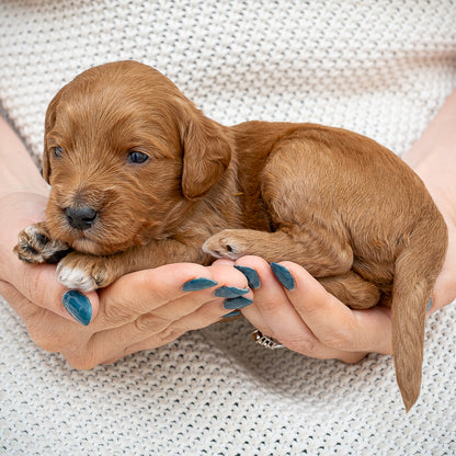 Mini Multigen Goldendoodle - Green Collar Boy - RESERVED for Angela