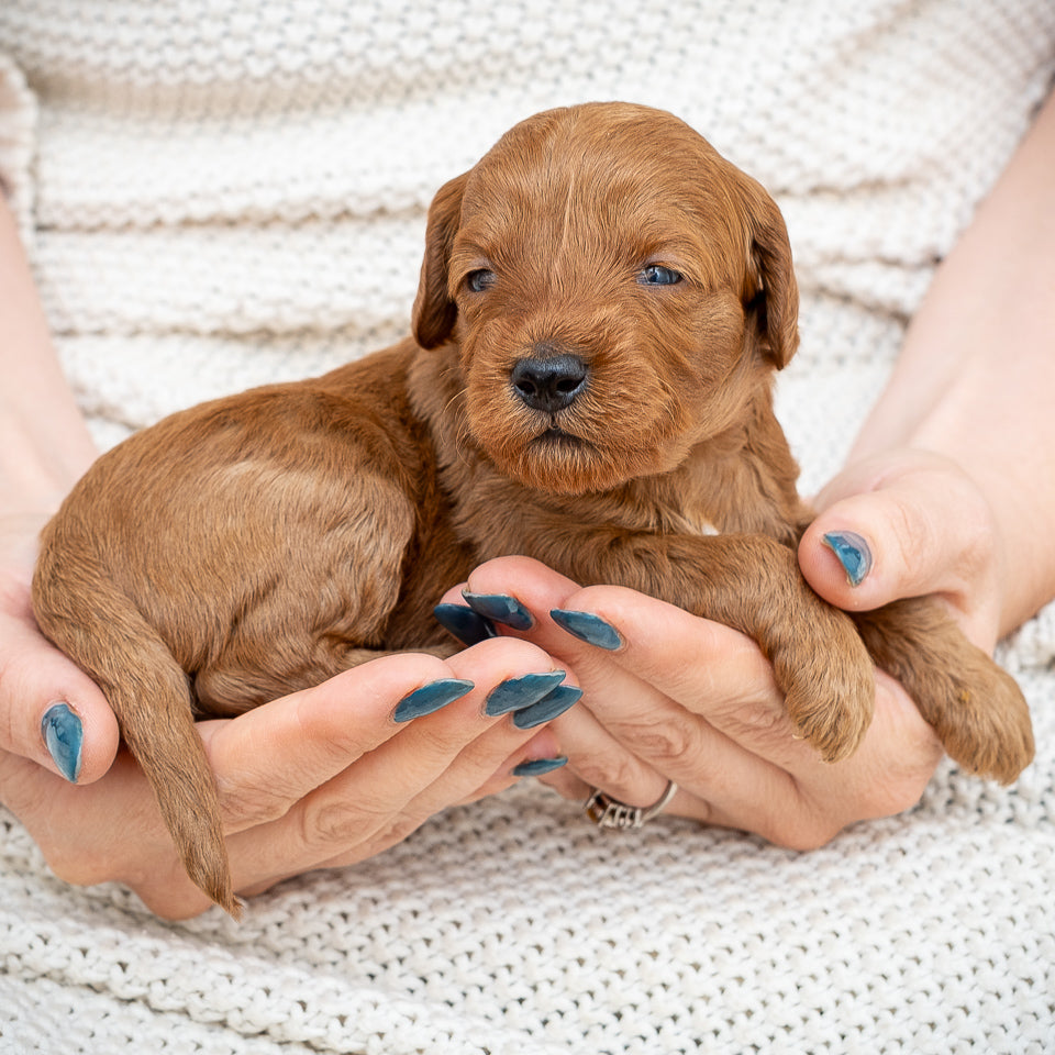 Mini Multigen Goldendoodle - Pink Collar Girl - AVAILABLE